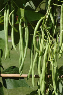 Salkopapu 'Cobra'