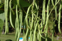 Salkopapu 'Cobra'