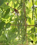 Salkopapu 'Matilda'