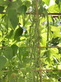 Salkopapu 'Matilda'