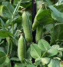 Ydinherne 'Karina'