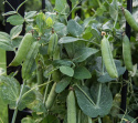 Ydinherne 'Karina'