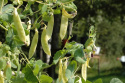 Sokeriherne 'Golden Sweet'