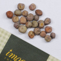 Sokeriherne 'Golden Sweet'