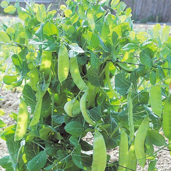 Sokeriherne 'Bamby'