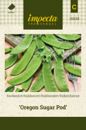 Sokeriherne 'Oregon Sugar Pod'