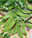 Sokeriherne 'Oregon Sugar Pod'