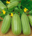 Kurkkumeloni 'Carosello'