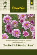 Punakosmoskukka 'Double Click Bicolour Pink'