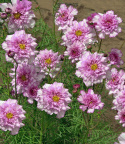 Punakosmoskukka 'Double Click Bicolour Pink'