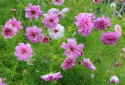 Punakosmoskukka 'Double Click Bicolour Pink'