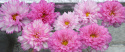 Punakosmoskukka 'Double Click Bicolour Pink'