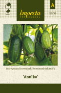 Avomaankurkku F1 'Anulka'
