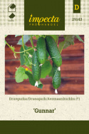 Avomaankurkku F1 'Gunnar'