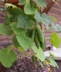 Avomaankurkku F1 'Gunnar'