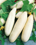 Valkoinen kasvihuonekurkku 'White Wonder'