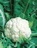 Kukkakaali 'Bola de Neve'