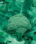 Parsakaali 'Ramoso Calabrese'
