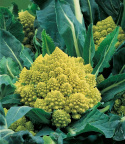 Kukkakaali 'Romanesco natalino'