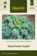 Lehtikaali 'Dwarf Green Curled'