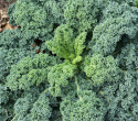 Lehtikaali 'Dwarf Green Curled'