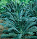 Palmukaali 'Nero di Toscana'