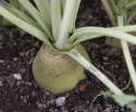 Lanttu 'Wilhelmsburger'