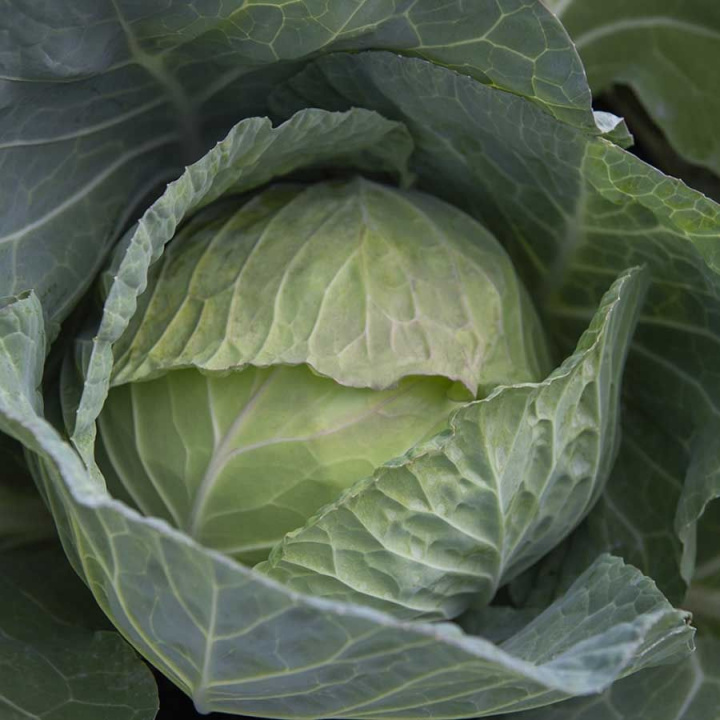 Valkokaali F1 'Cabbice'