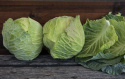 Valkokaali F1 'Cabbice'