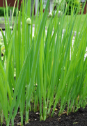 Talvisipuli 'Bajkal'