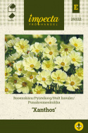 Punakosmoskukka 'Xanthos'