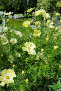 Punakosmoskukka 'Xanthos'