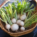 Nauris 'Bola de nieve'
