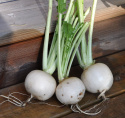 Nauris 'Bola de nieve'