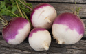 Nauris 'Purple Top White Globe'