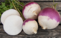 Nauris 'Purple Top White Globe'