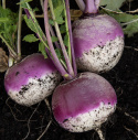 Nauris 'Purple Top White Globe'
