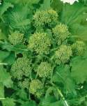 Italiankaali 'Quarantina'