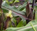 Maissi 'Bear Paw'