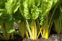Lehtimangoldi 'Bright Yellow'