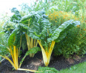 Lehtimangoldi 'Bright Yellow'