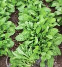 Lehtimangoldi 'Groene Gewone'