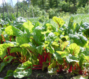 Lehtimangoldi 'Rhubarb Chard'