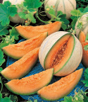 Cantaloupemeloni 'Charentais'
