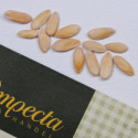 Cantaloupemeloni 'Charentais'