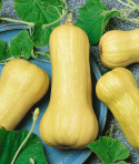 Myskikurpitsa 'Waltham Butternut'