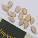 Myskikurpitsa 'Waltham Butternut'