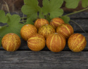 Tuoksumeloni 'Queen Anne's Pocket Melon'
