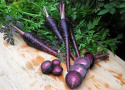 Kesäporkkana F1 'Deep Purple'