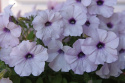 Riippapetunia F1 'Easy Wave Silver'